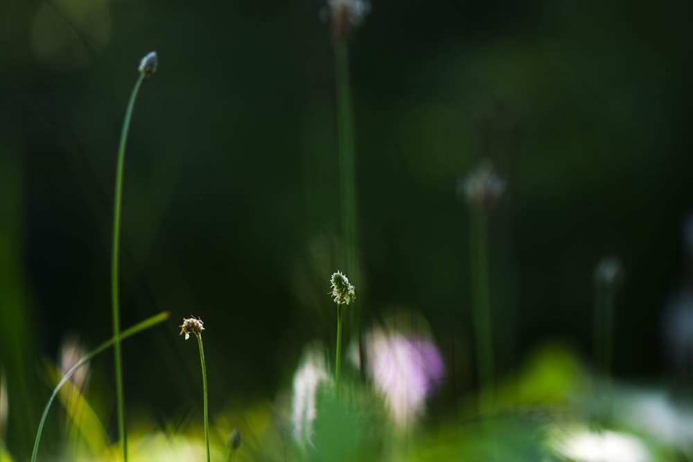 a close-up of some grass