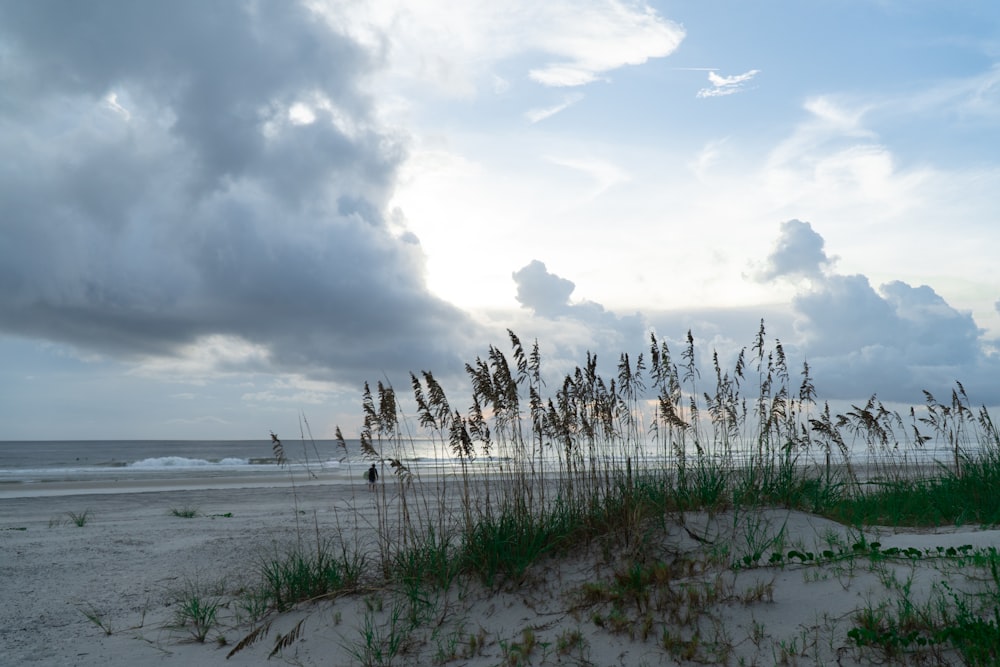 a beach with plants and water