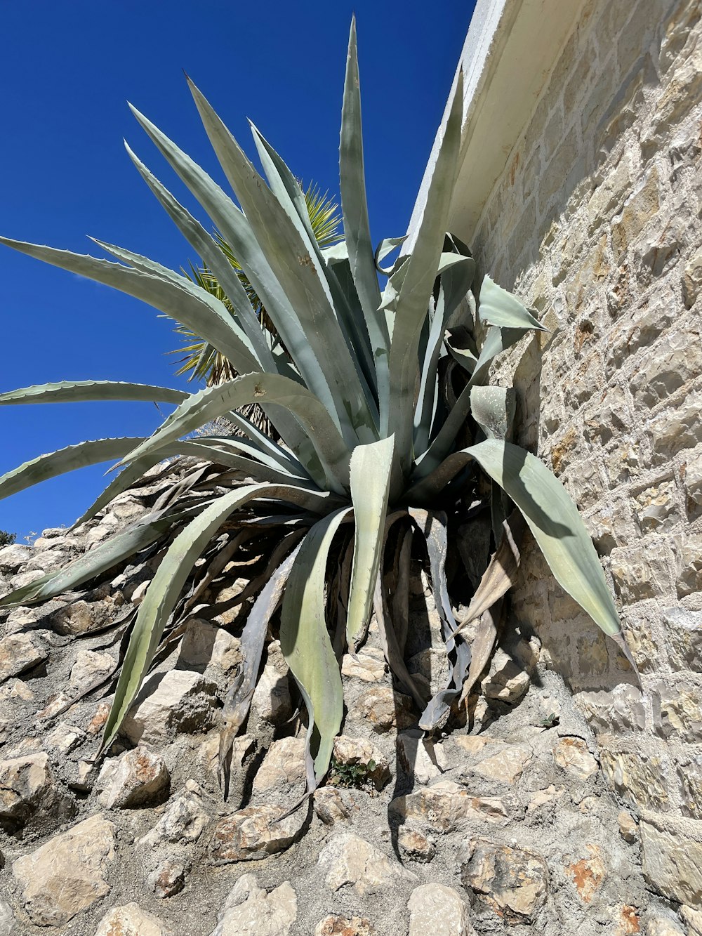 a plant growing in a rocky area