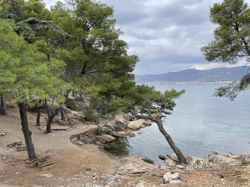 a rocky beach with trees and water