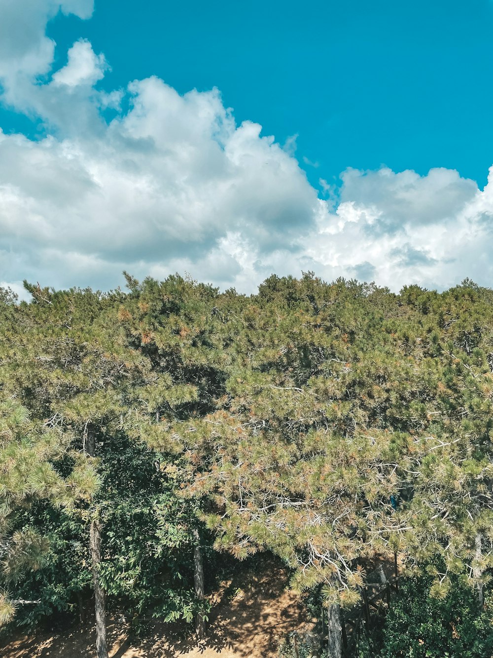 a forest of trees