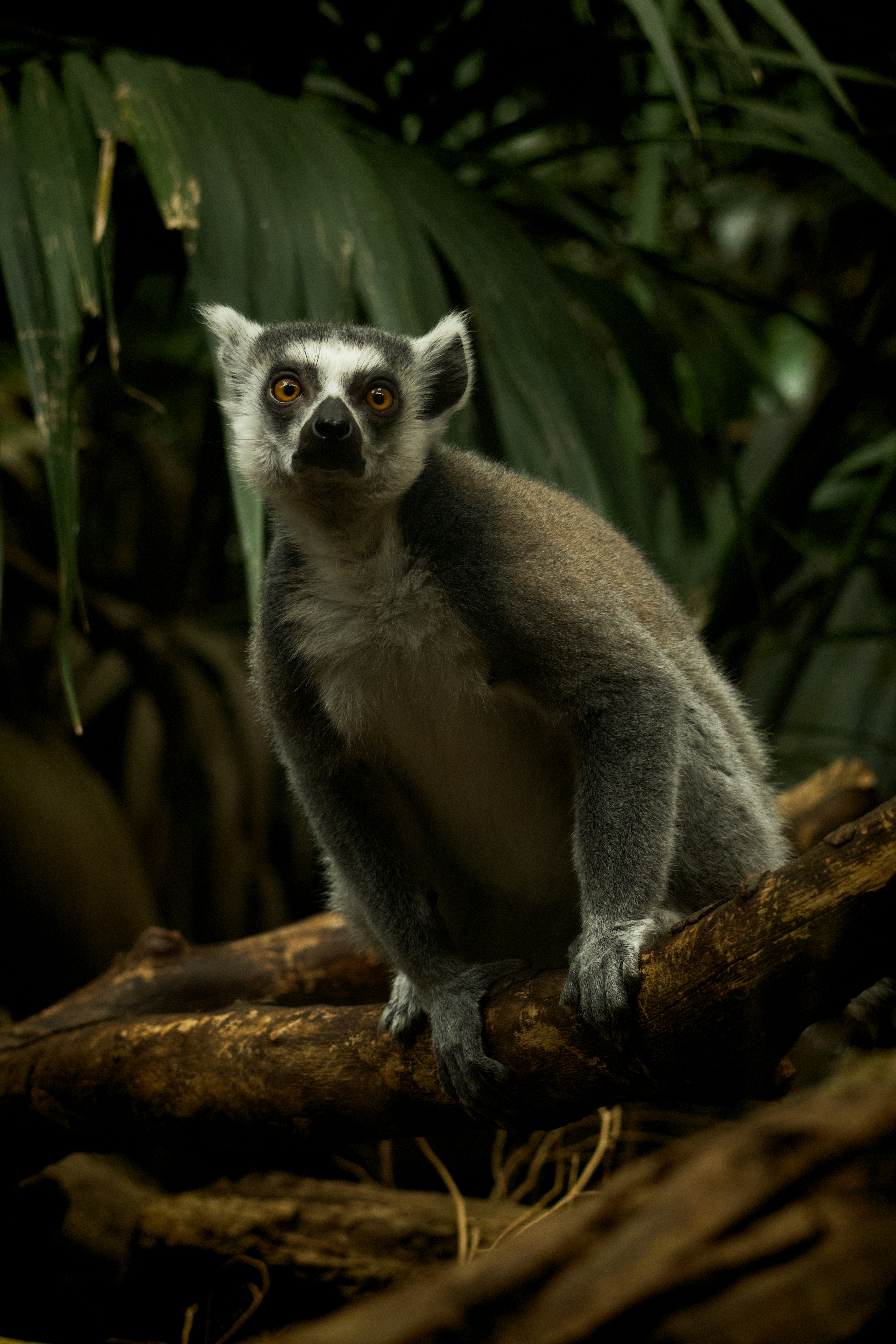 Ring-tailed lemur at Artis zoo, Amsterdam