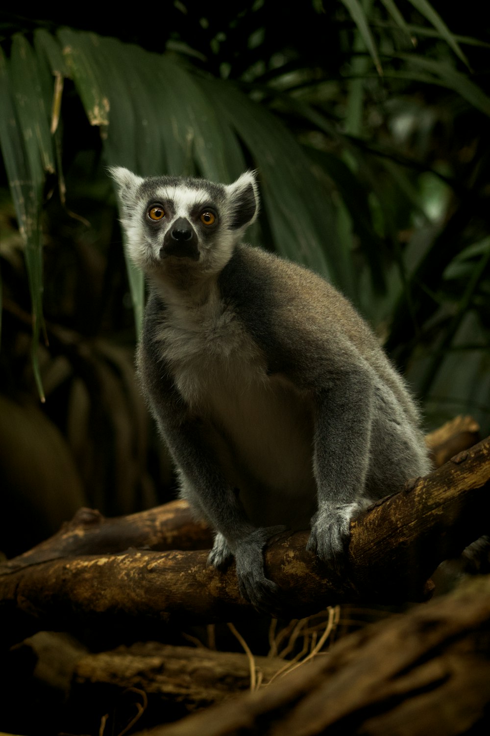 a lemur sitting on a branch