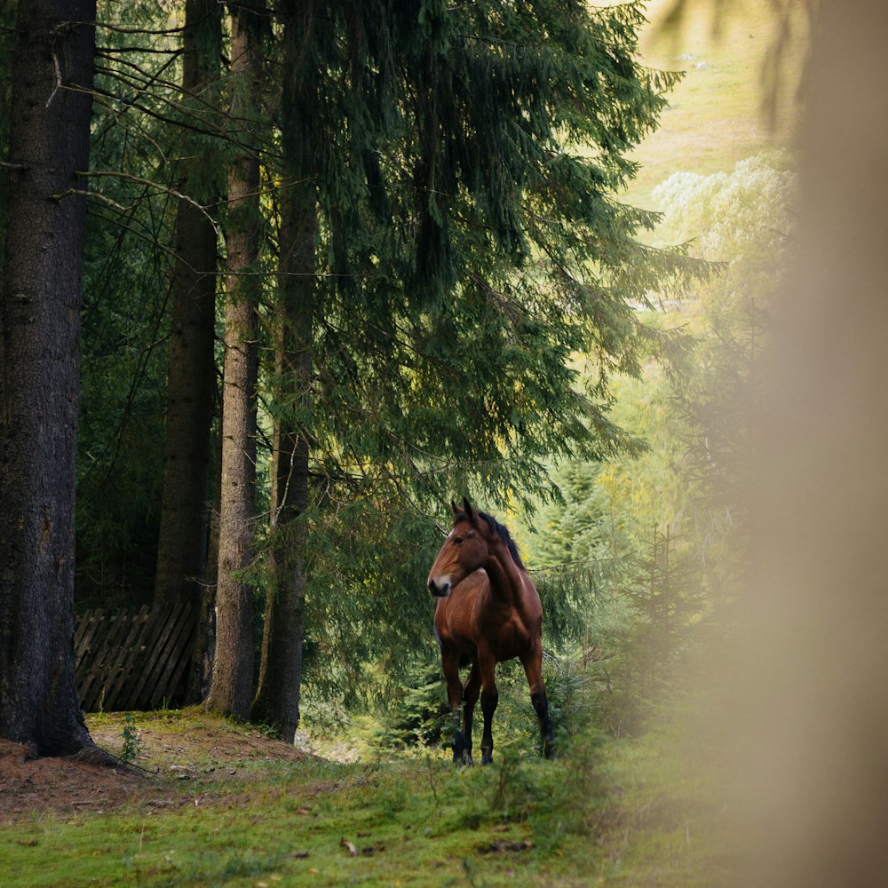 a horse standing in a forest