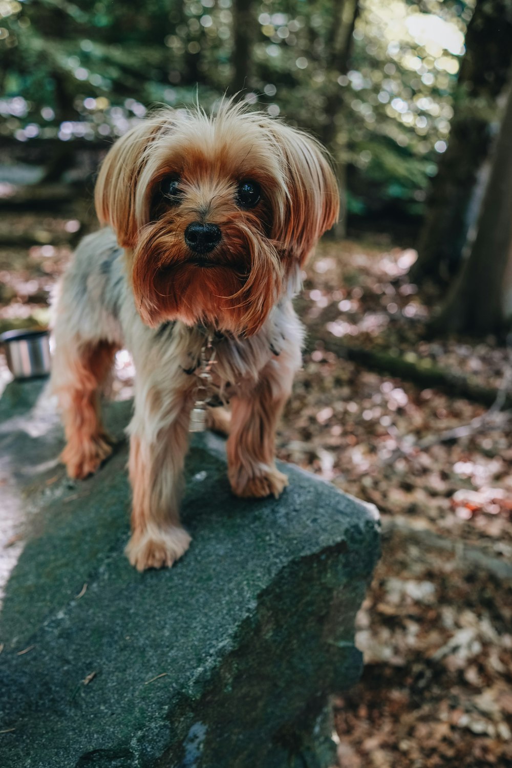 a dog standing on a rock