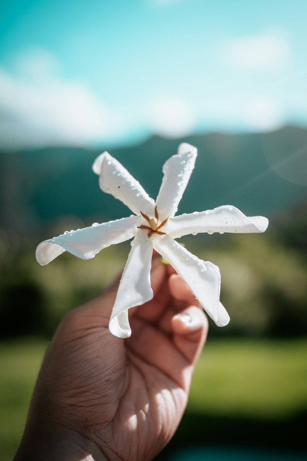 una mano che tiene un fiore bianco