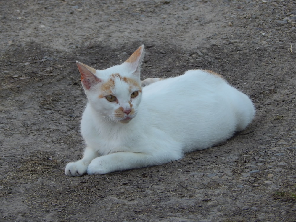 a cat lying on the ground