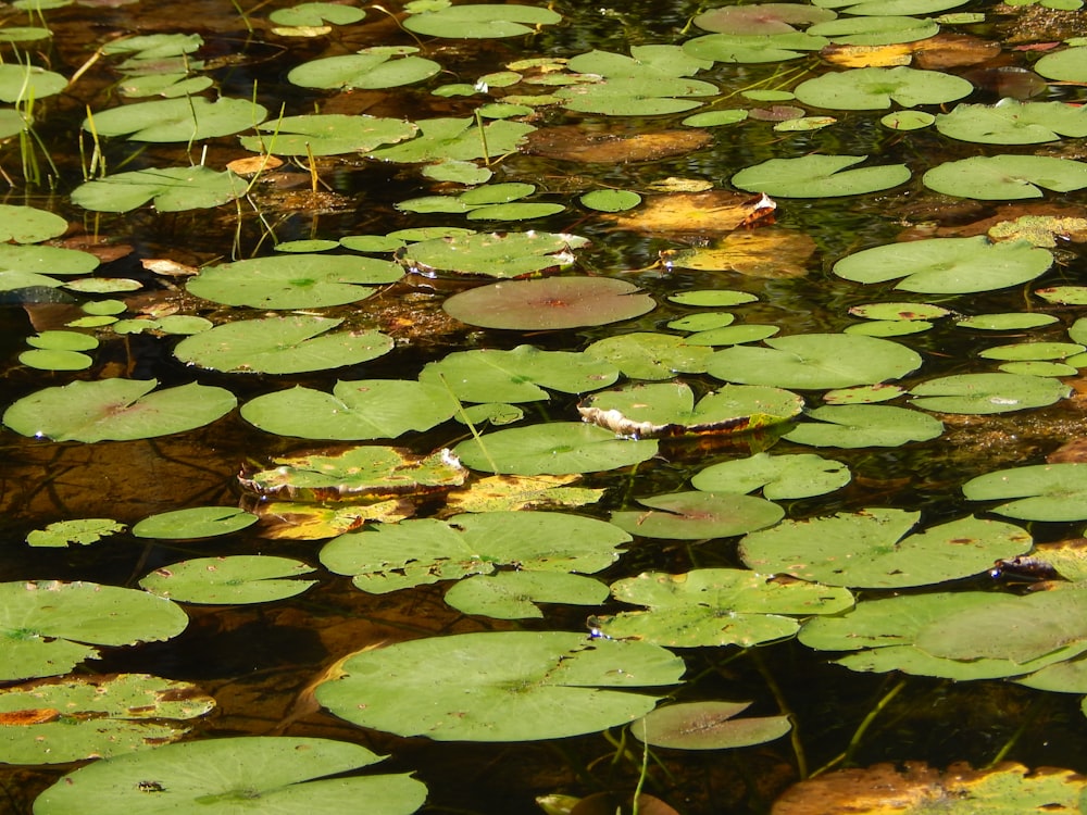 a pond with lily pads