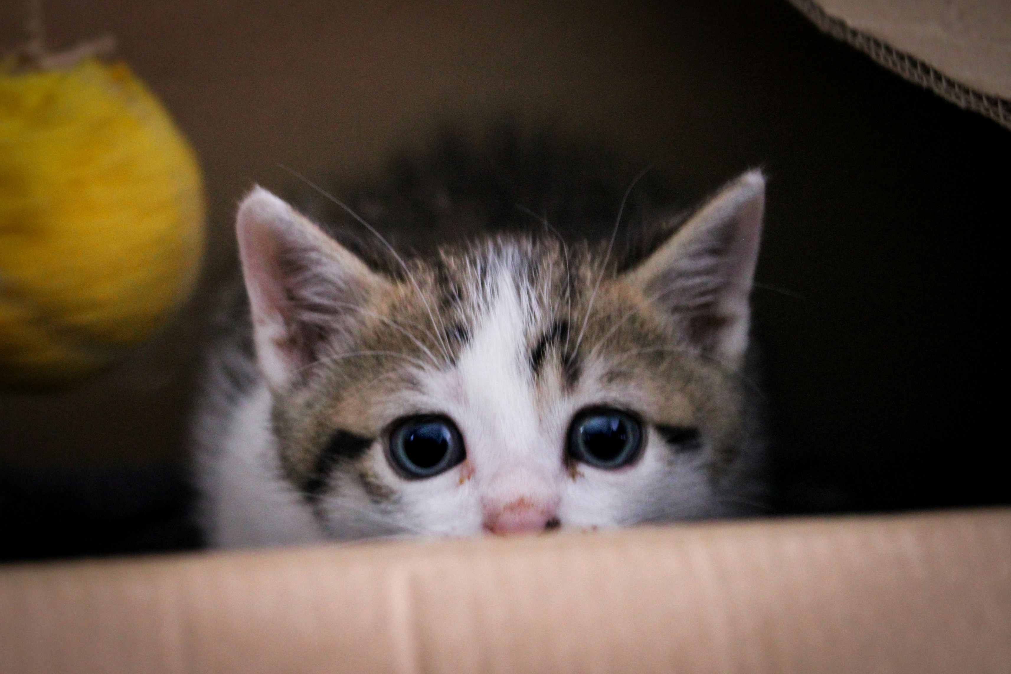 pet photo