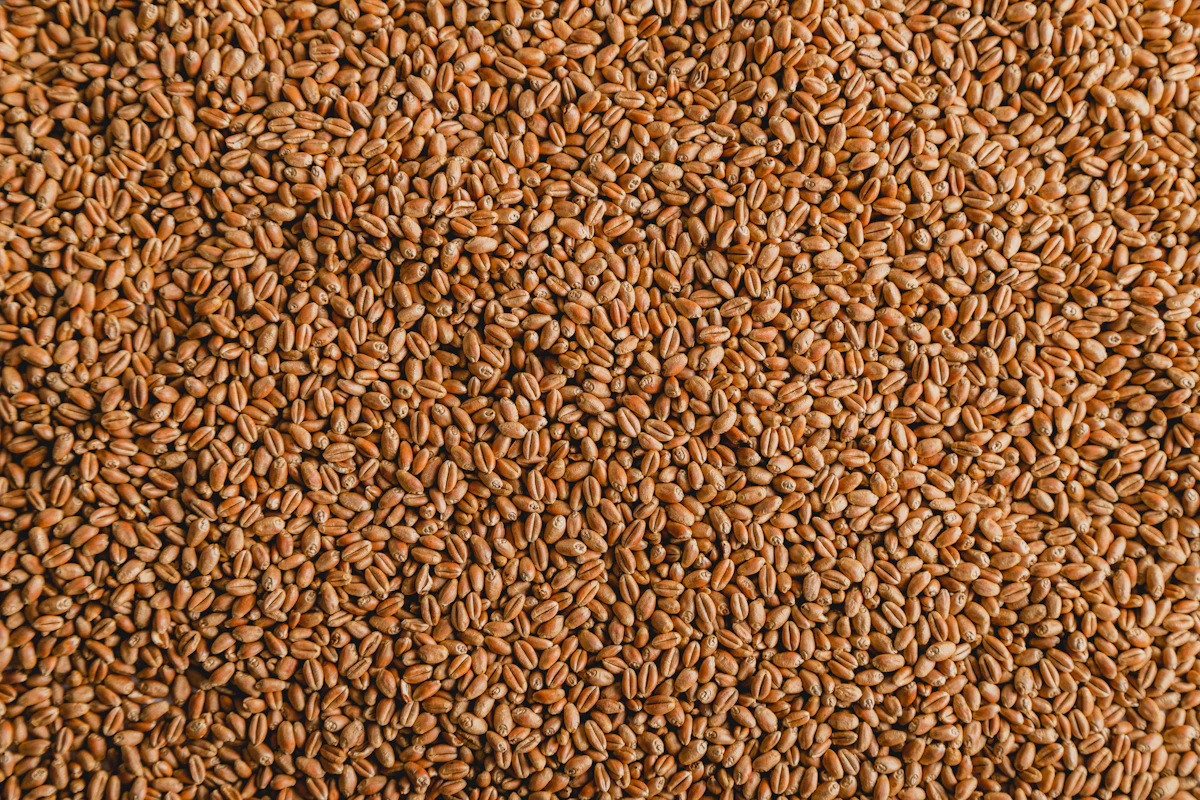 A close-up of ground seeds
