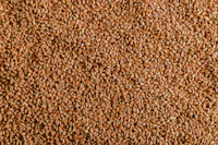 A dense bed of loose grain seen from directly above, filling the frame
