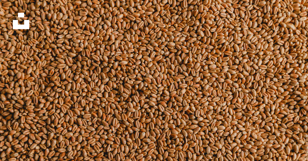 A close up of grains photo – Free Wheat seeds Image on Unsplash