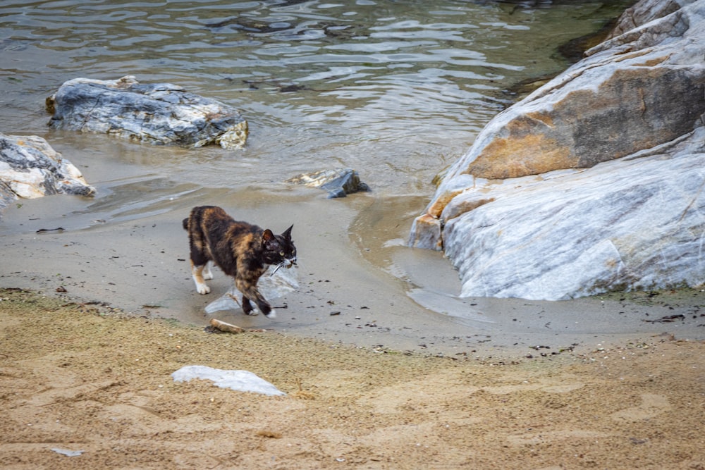 a dog running on a beach