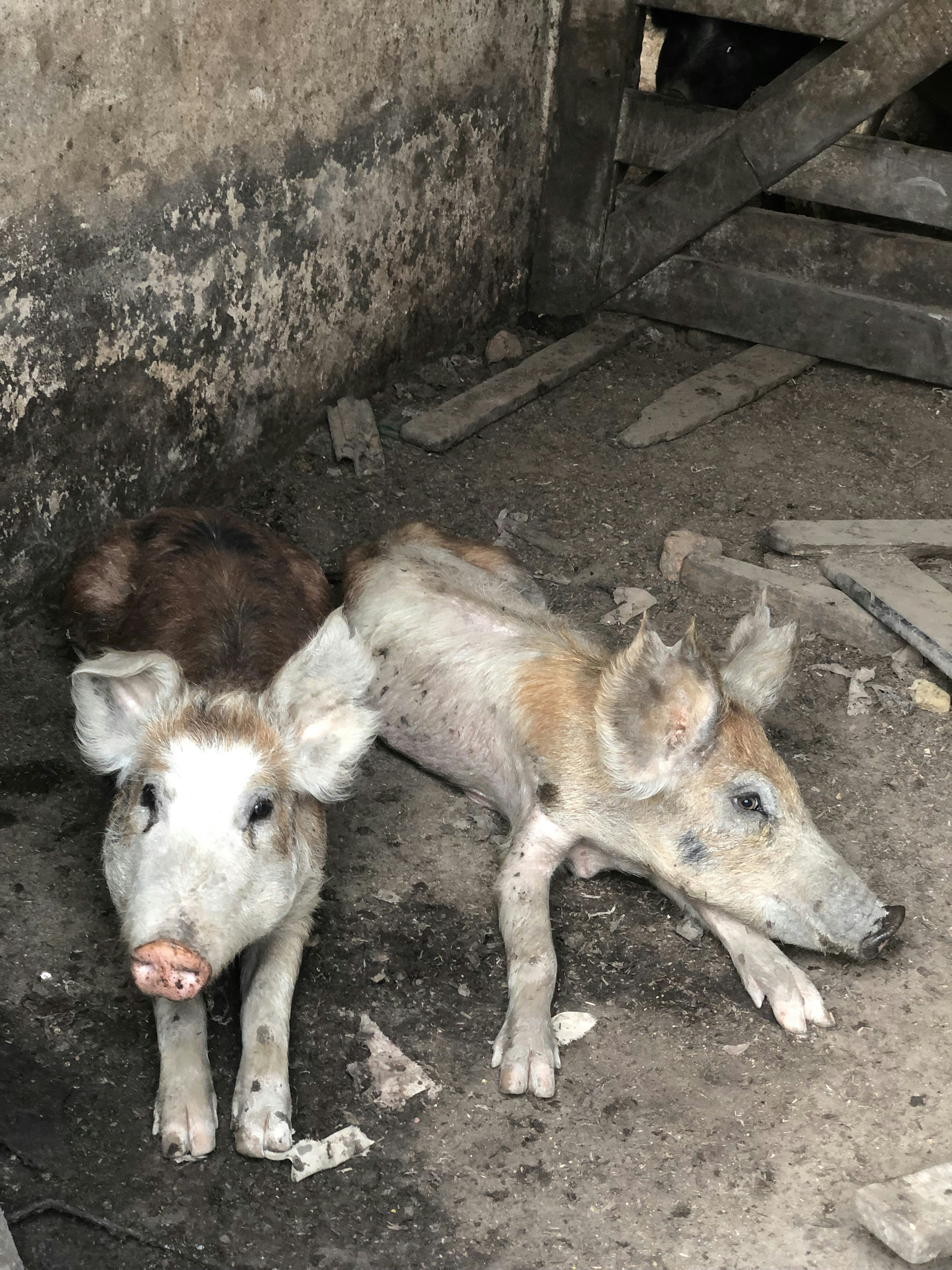 a couple of pigs