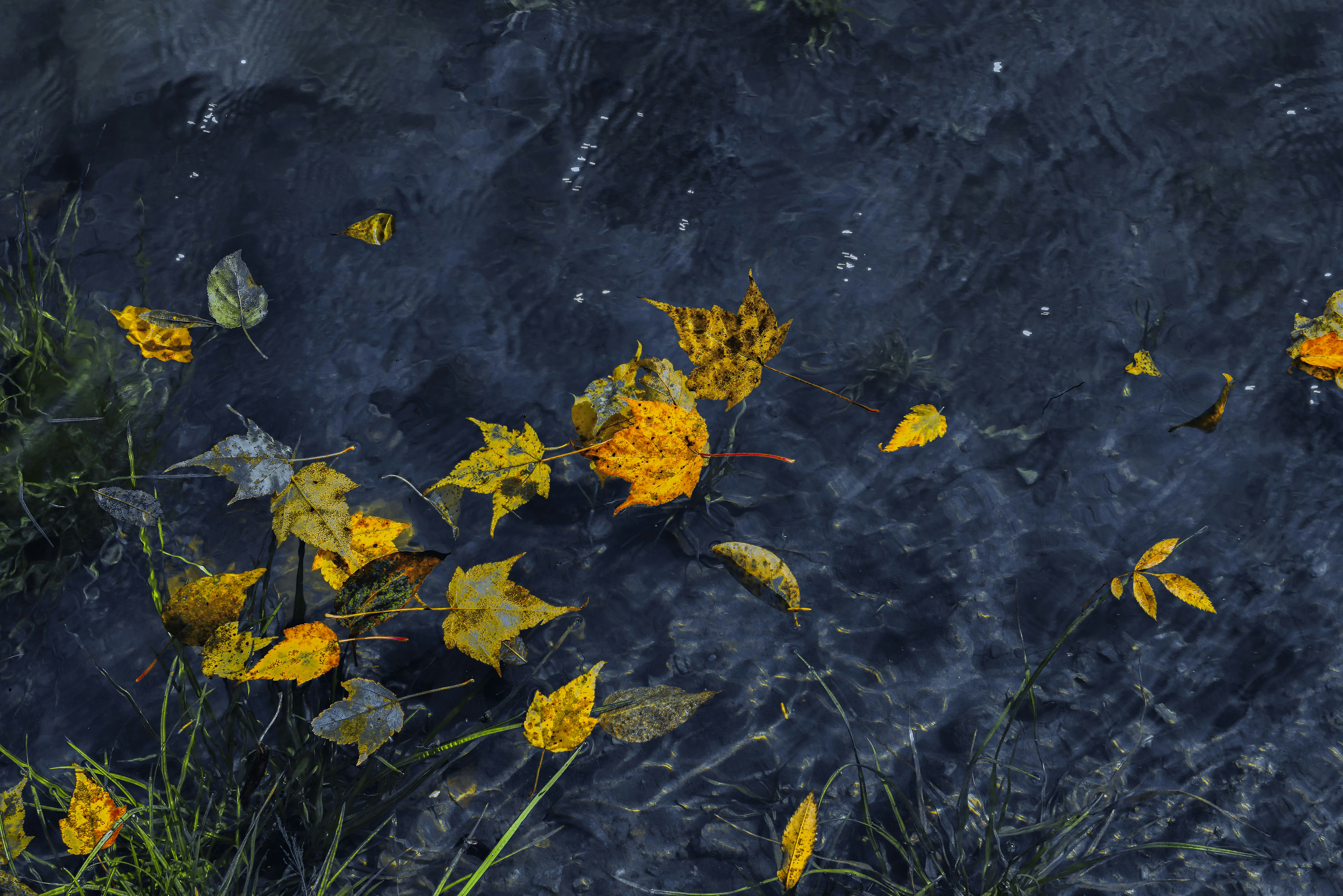 fall leaves wallpaper, wallpaper, Fall Crafts for Adults: Creative Projects & Ideas 6