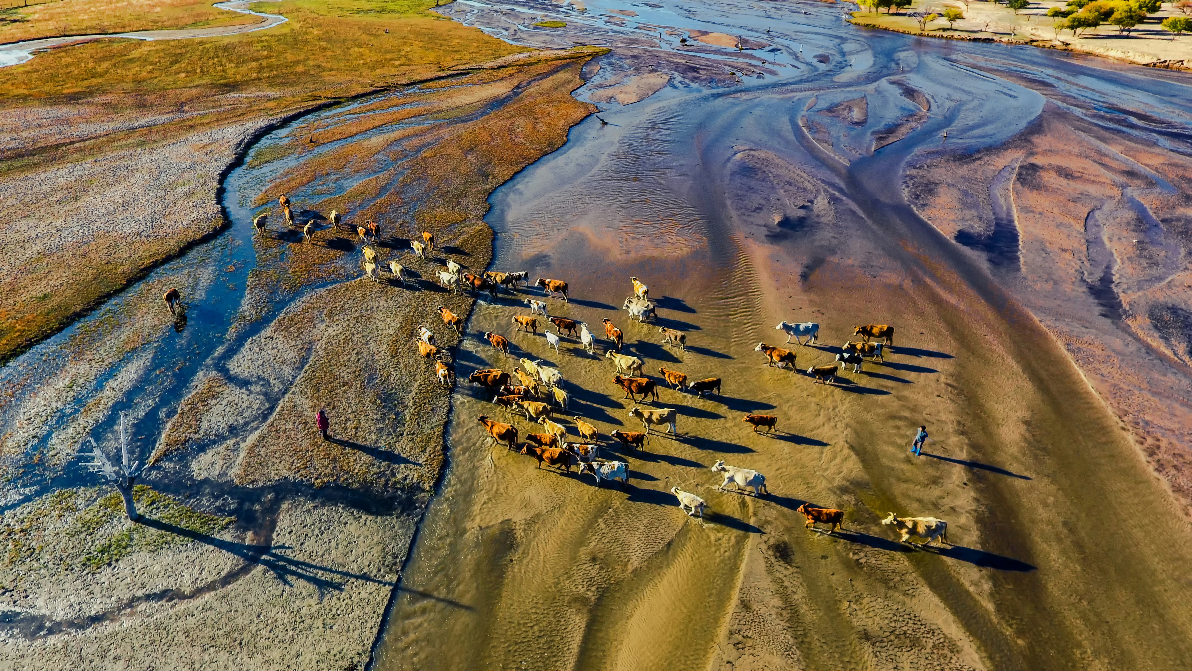 a group of animals on a beach