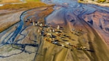 Aerial view of a herd of cattle moving across a dry riverbed with meandering sandy paths and grassy areas. Two people are seen guiding the cattle, casting long shadows on the ground. The landscape features varied textures and colors, creating an artistic pattern.