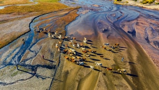 Aerial view of a herd of cattle moving across a dry riverbed with meandering sandy paths and grassy areas. Two people are seen guiding the cattle, casting long shadows on the ground. The landscape features varied textures and colors, creating an artistic pattern.
