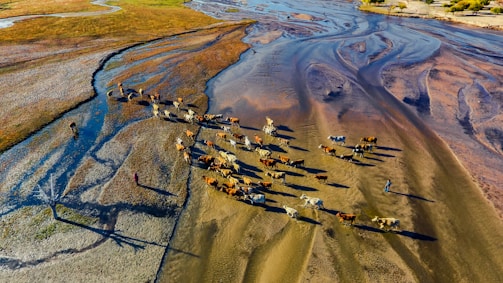 Aerial view of a herd of cattle moving across a dry riverbed with meandering sandy paths and grassy areas. Two people are seen guiding the cattle, casting long shadows on the ground. The landscape features varied textures and colors, creating an artistic pattern.