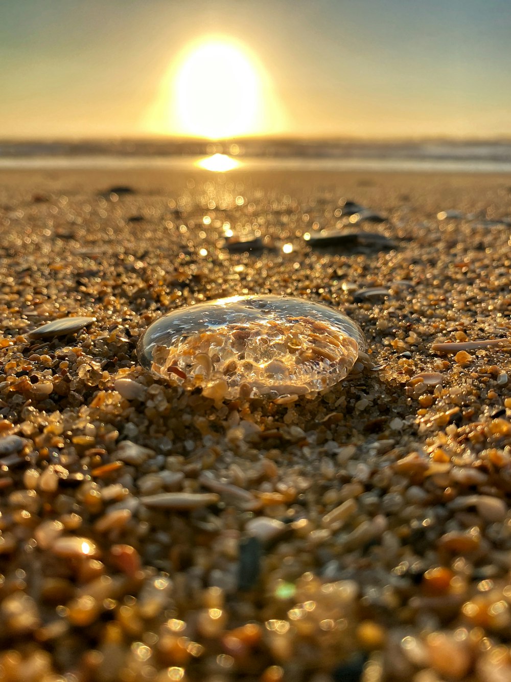 a shell on a beach