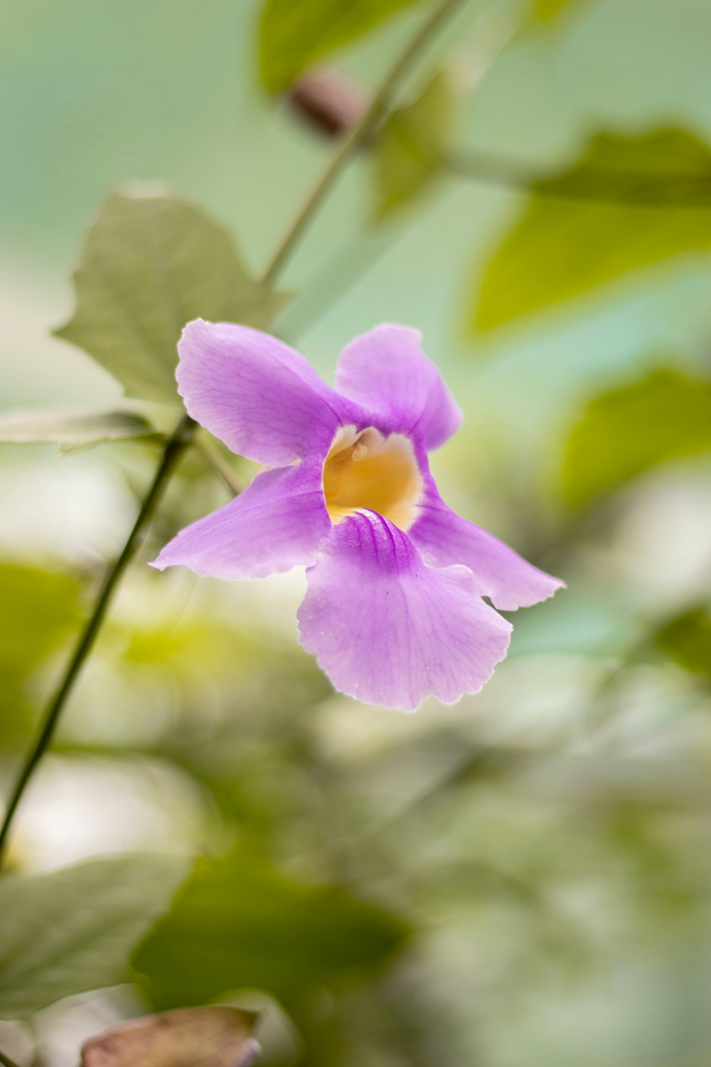 a close up of a flower