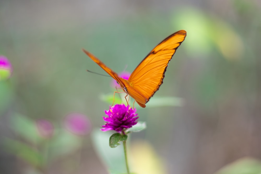 a butterfly on a flower