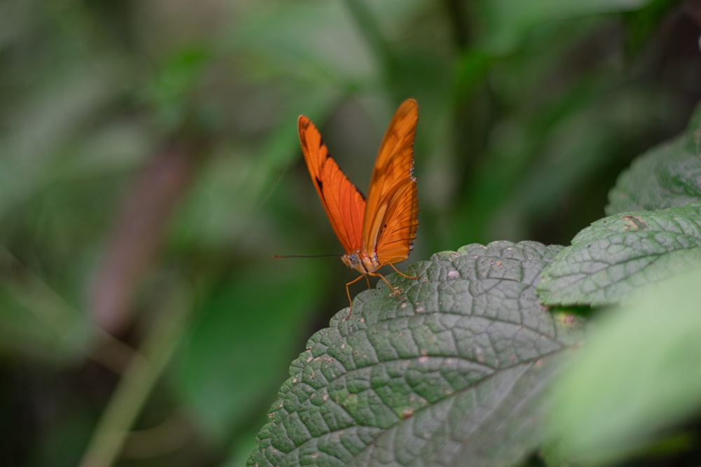 a butterfly on a leaf