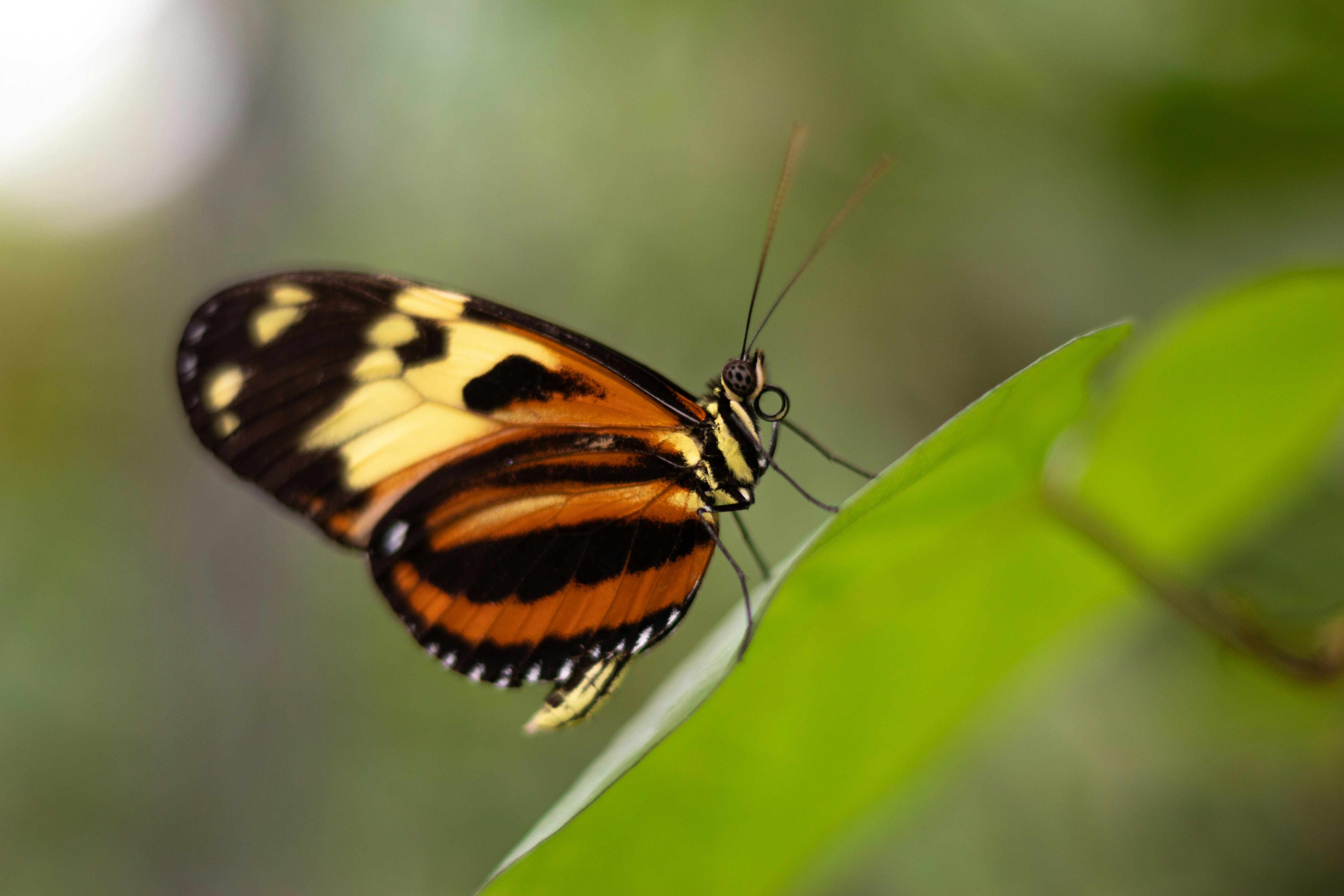 a butterfly on a leaf
