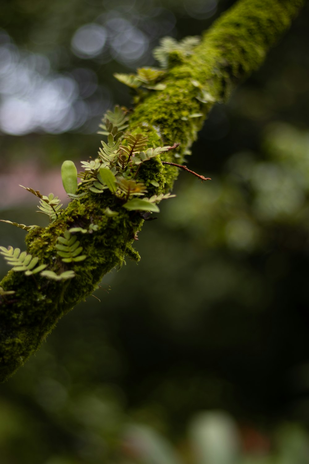 a close up of a green plant