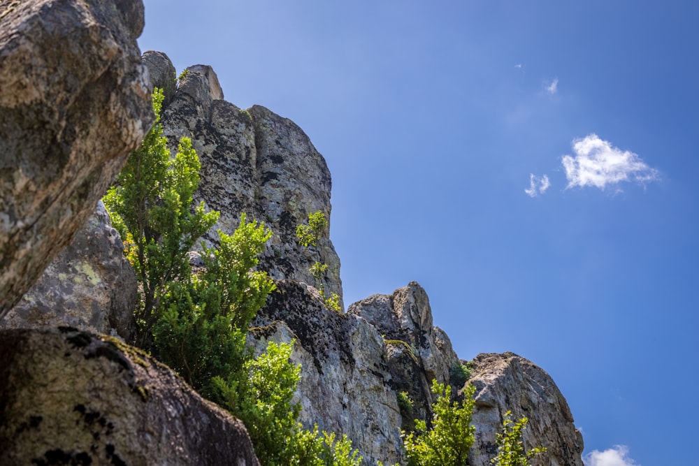 a rocky cliff with trees