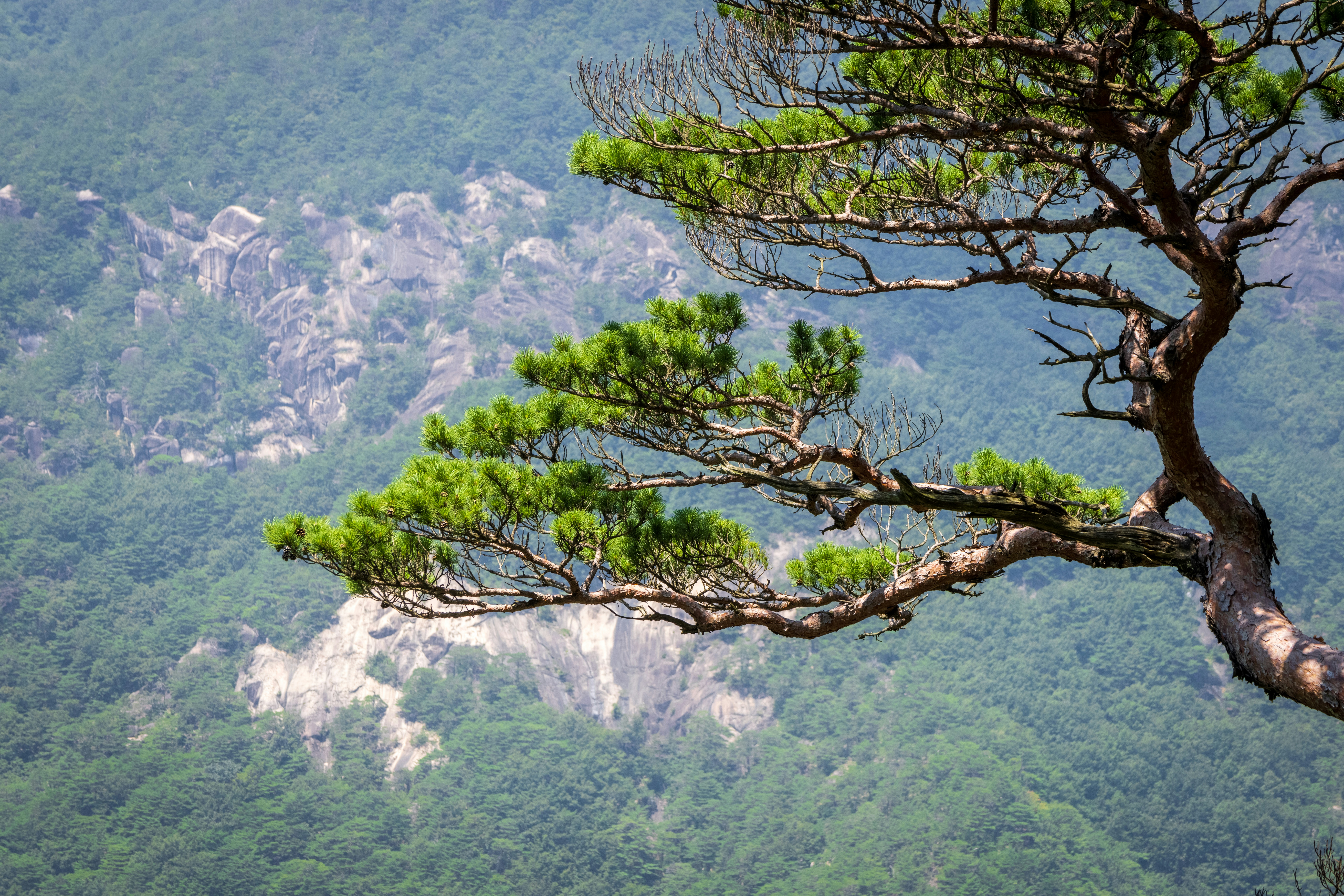 Photo by photosofkorea