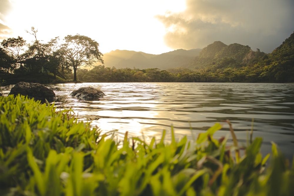 a body of water with plants and trees around it