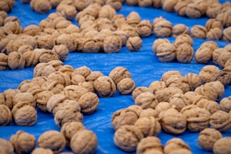 A collection of walnuts scattered across a vivid blue tarp, creating a contrast between the earthy tones of the nuts and the vibrant background. The walnuts are in various orientations, displaying their textured and grooved shells.