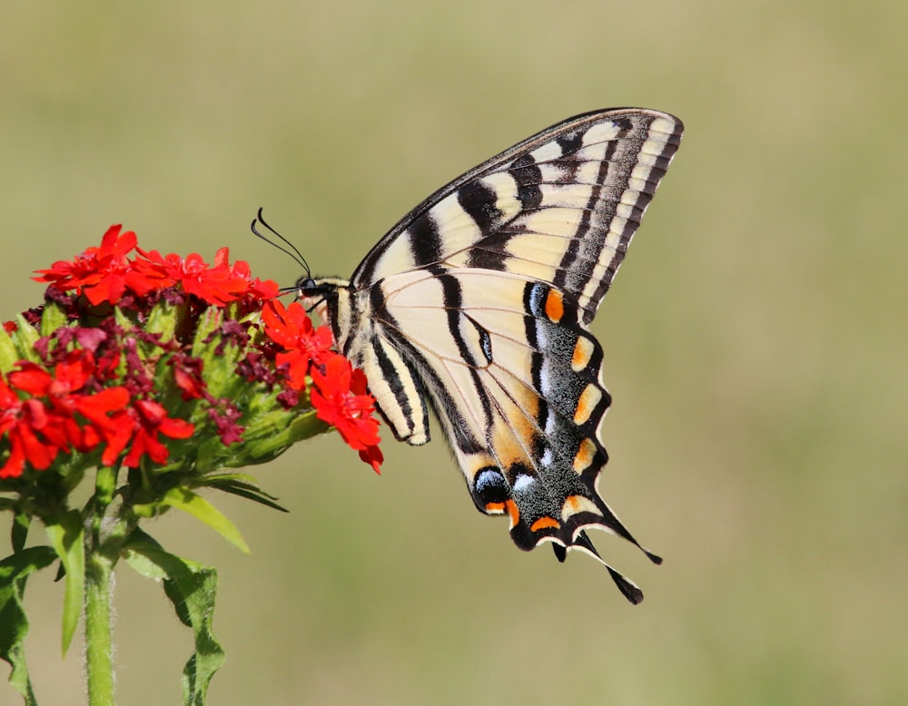 a butterfly on a flower