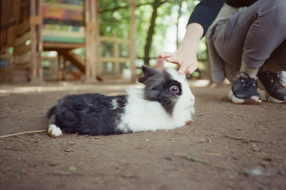 a person petting a cat