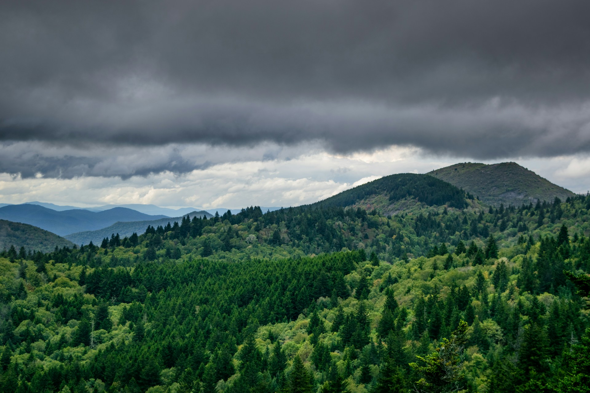 a large forest of trees
