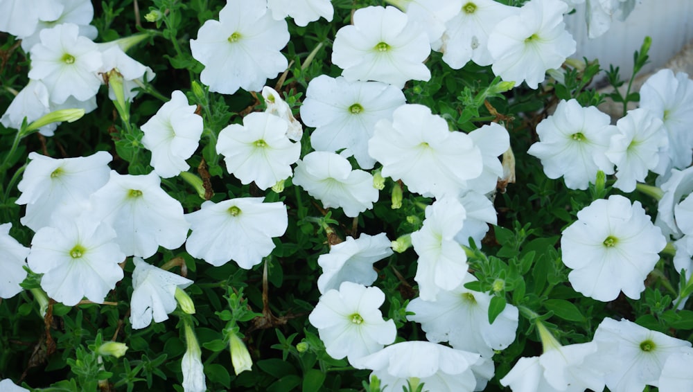 Un grupo de flores blancas