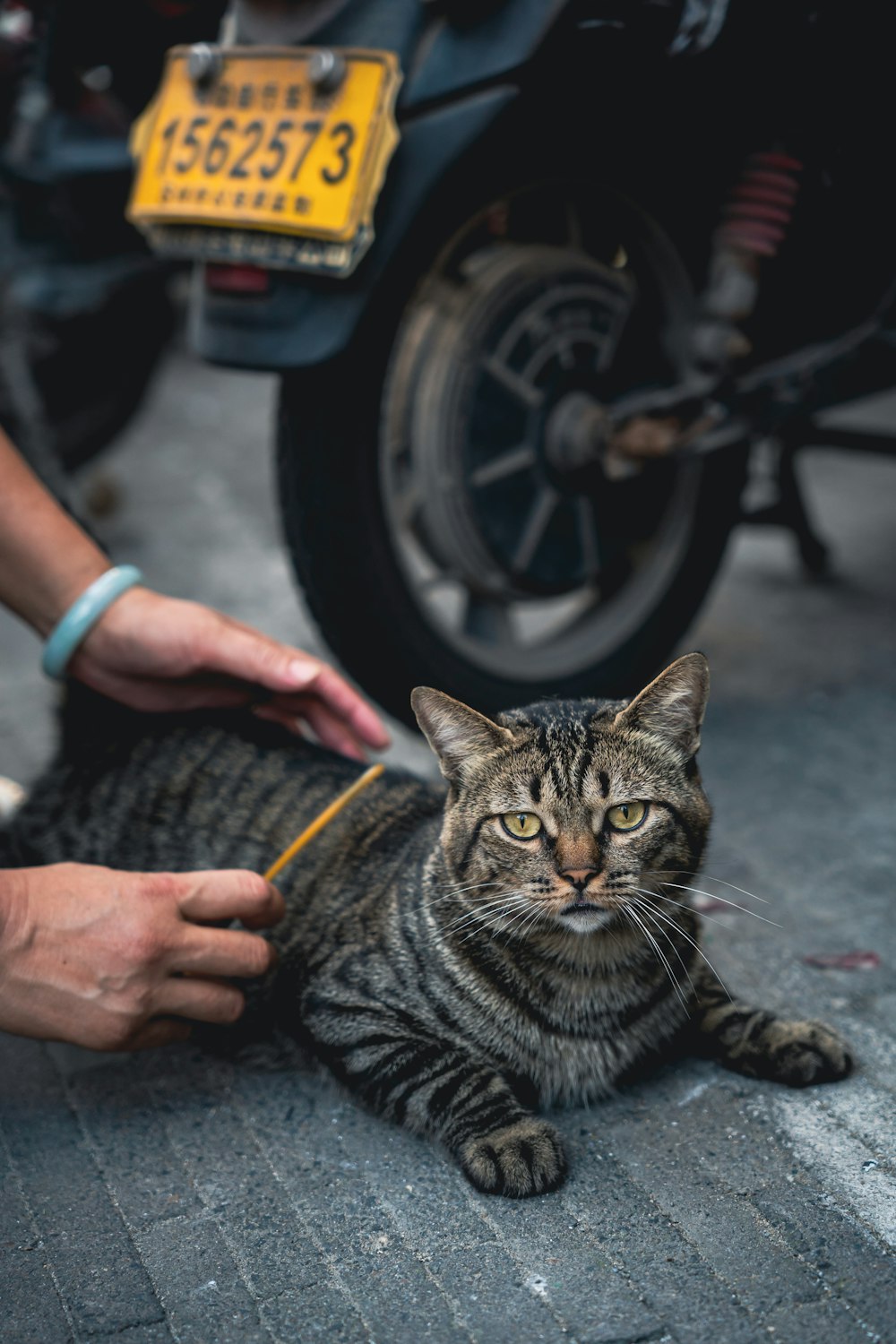 a cat lying on the ground