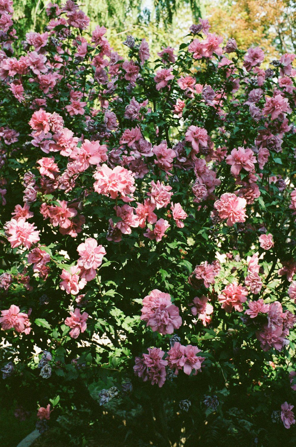 a bush with pink flowers