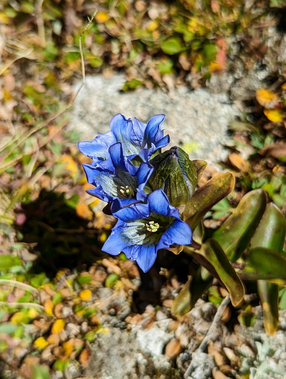 a blue flower with yellow center