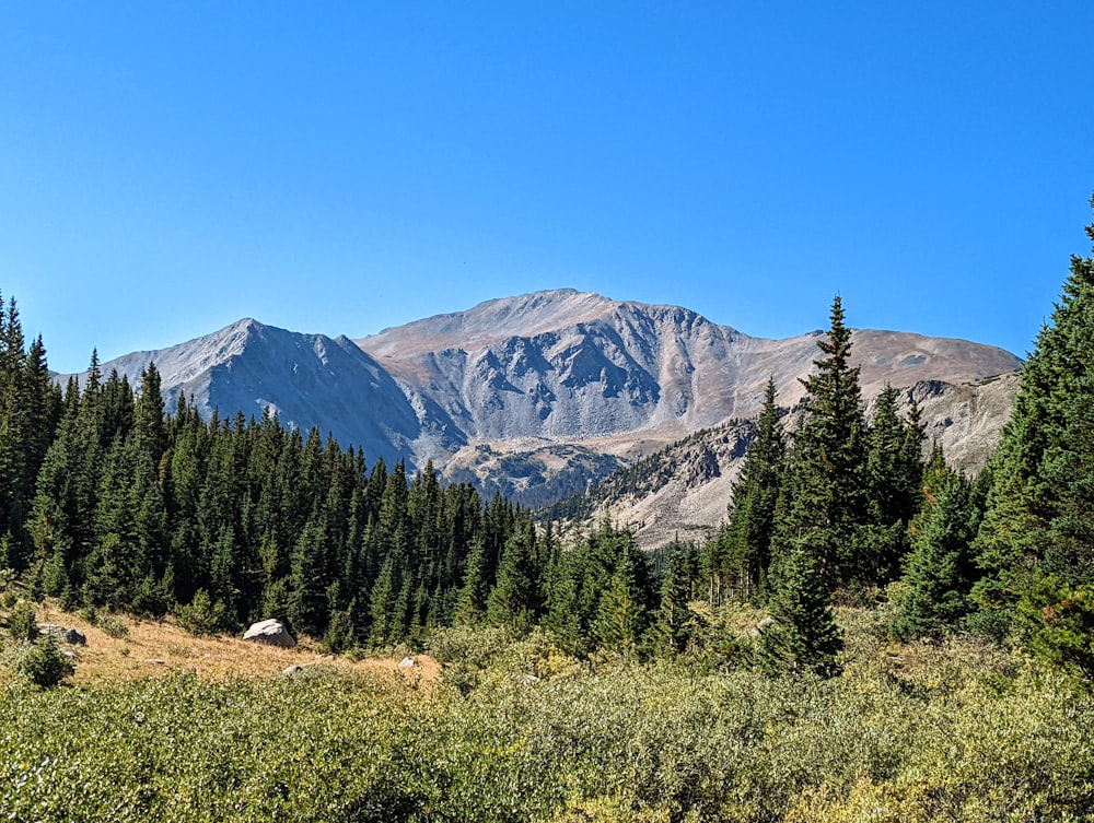 a landscape with trees and mountains in the back