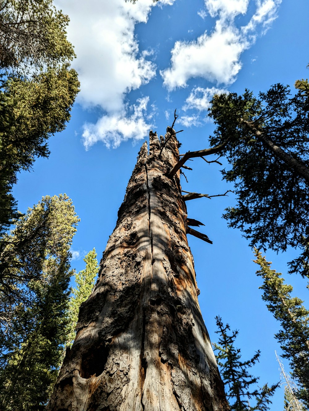 a tree with a large trunk