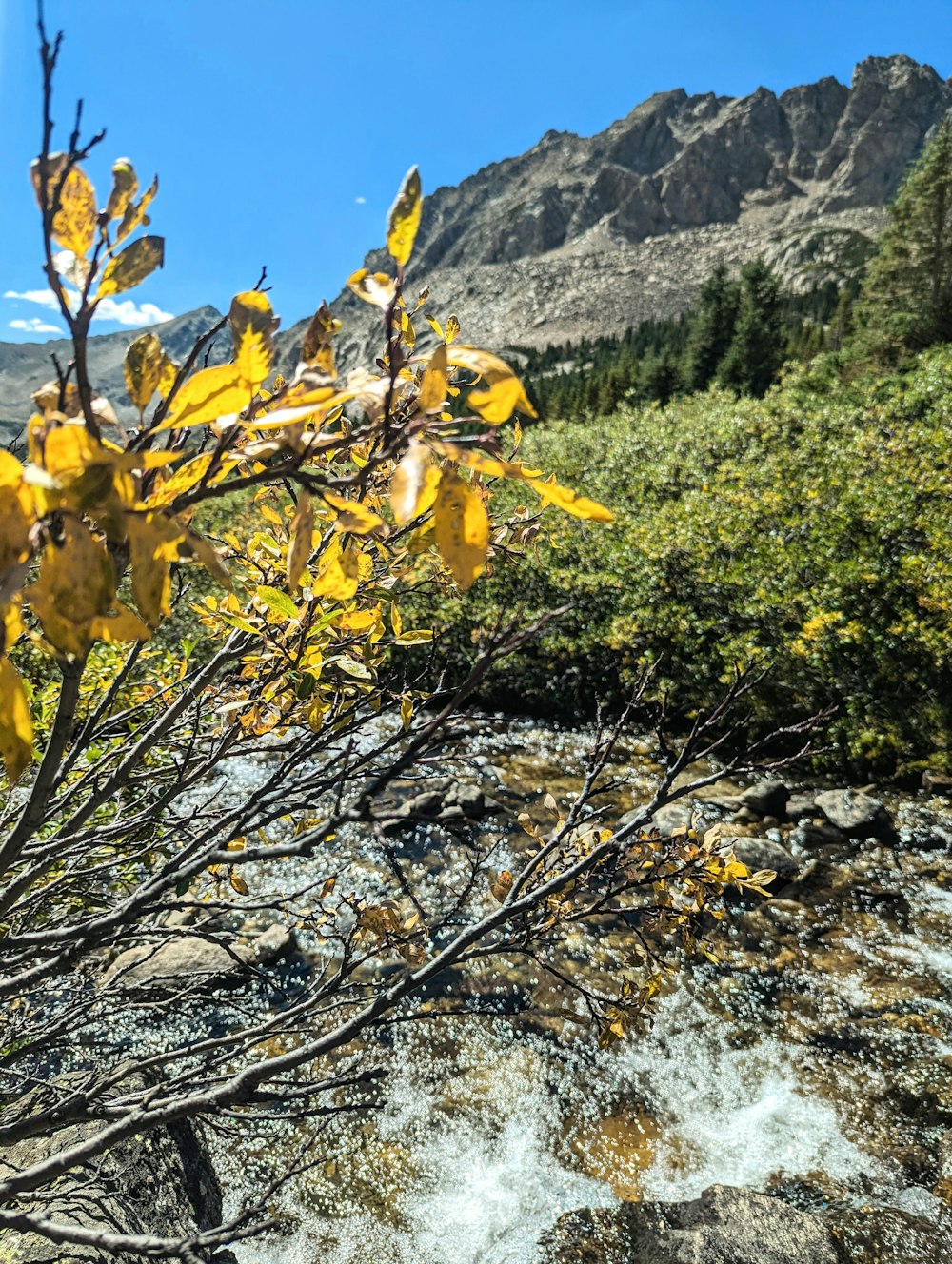 노란 잎이있는 강