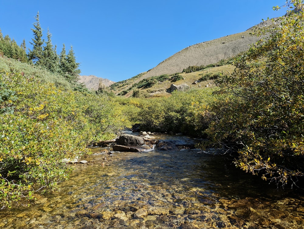 a river running through a forest