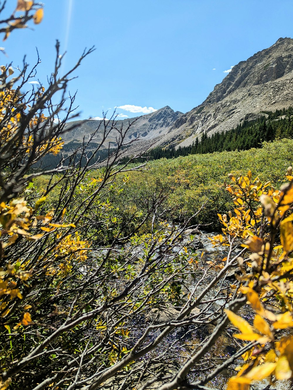 a close-up of some plants