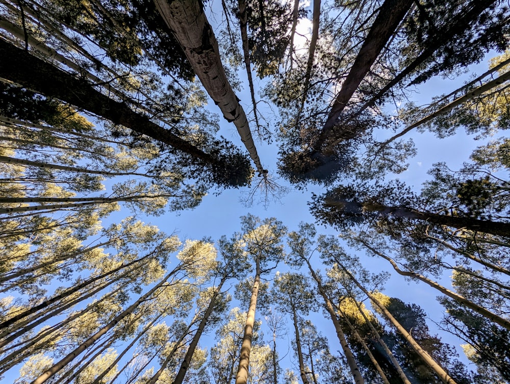 looking up at trees and blue sky