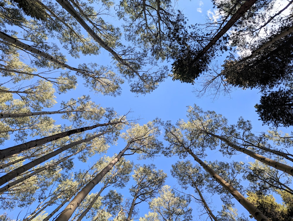 looking up at trees and blue sky
