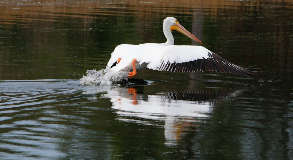 a bird with a long beak swimming in water