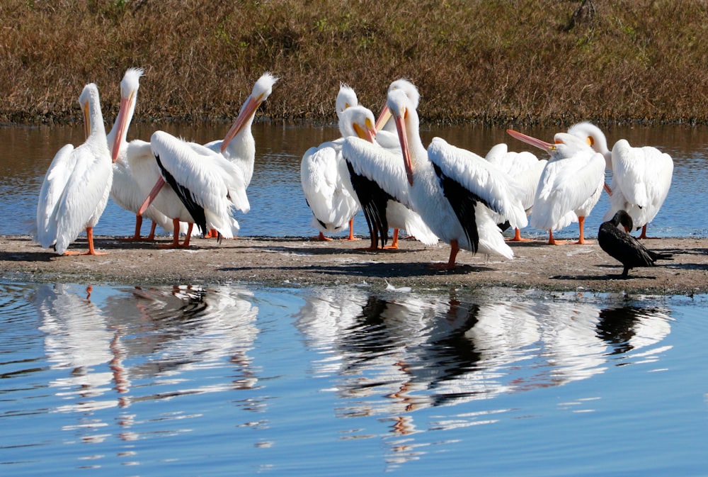 a group of birds standing in water