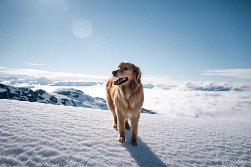 a dog standing in the snow